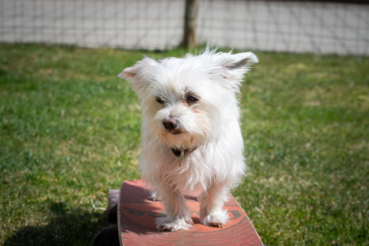 The Unique Traits of Havanese Dogs